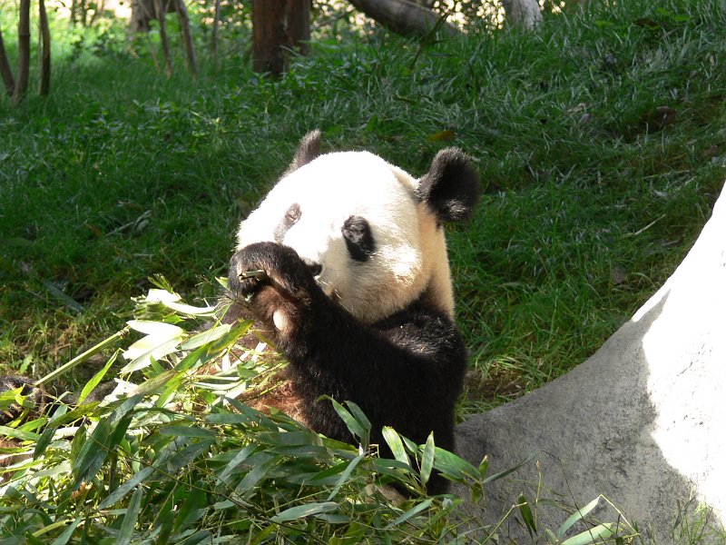 Pandas (032).jpg